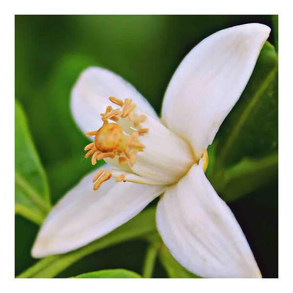 otosense Duft - Orange Blossom 475ml