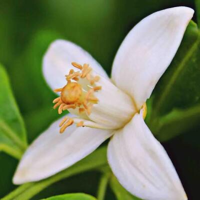 otosense Duft - Orange Blossom 475ml