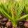 otosense Duft - Green Hyacinth 150ml