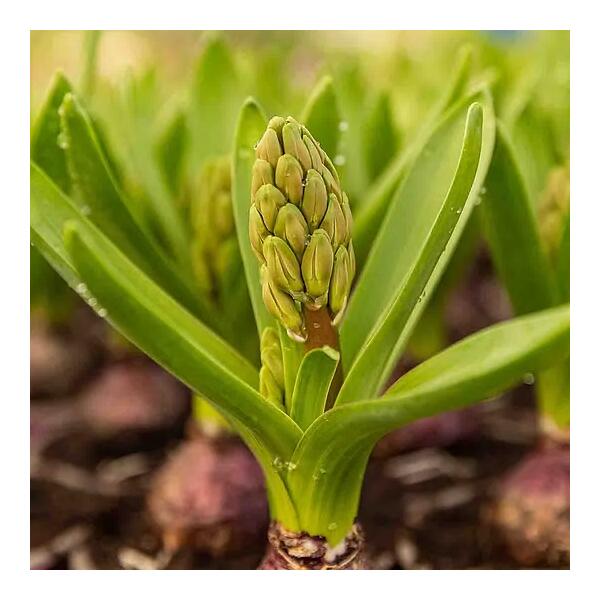 otosense Duft - Green Hyacinth 475ml