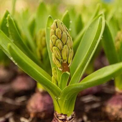 otosense Duft - Green Hyacinth 475ml