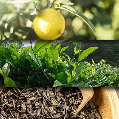 otosense Duft - Sencha 150ml